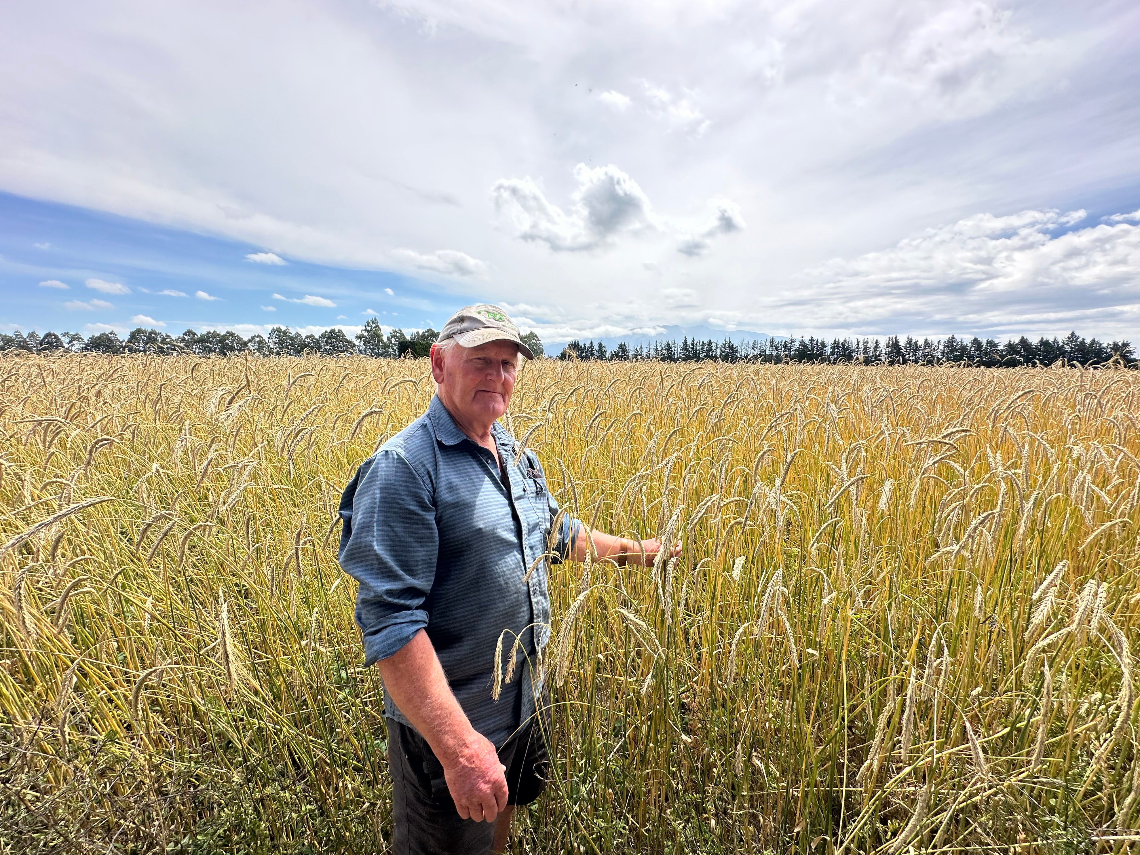 Farmer in field of organic rye ready for harvest