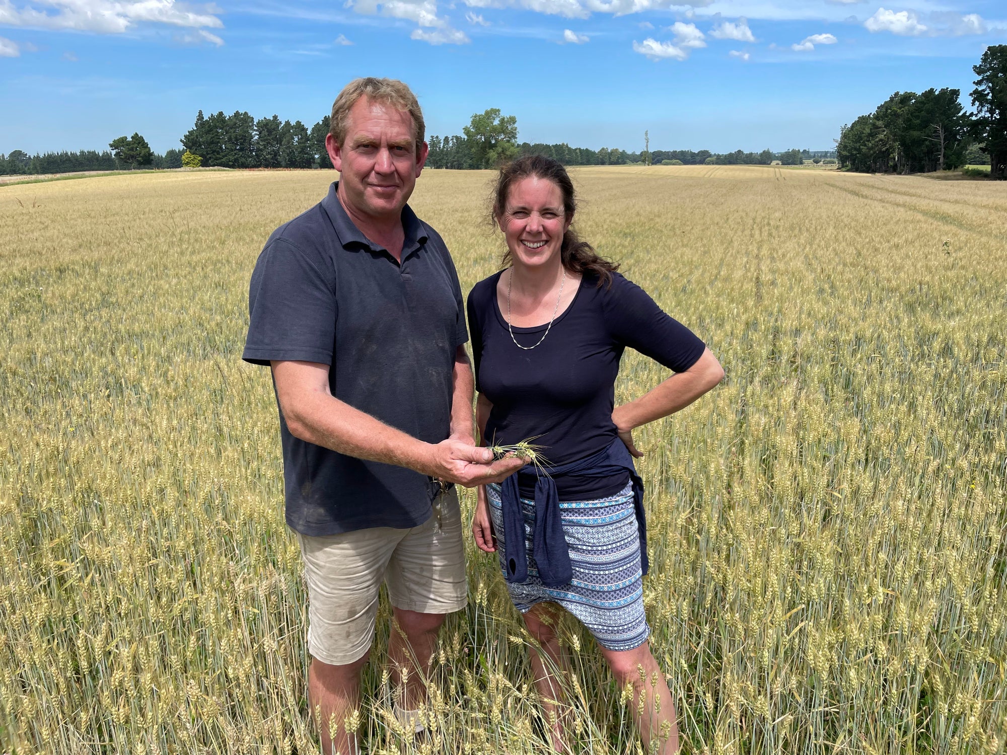 Organic farmers Helen and Rob in a paddock of organic wheat in Canterbury